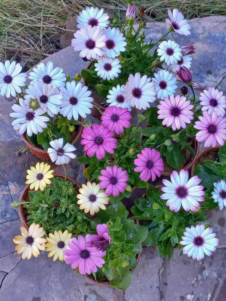 يتوفر شتلات حلوات بأسعار مناسبة...
ورد جوري عراقي، ،جهنمي لون وردي ولون حني ولون ابيض،، أكاسيا مصرية ارتفاع متر تقريبا،، دمعة طفل،، انتران،، دم العاشق، لفيرا،، جلد النمر خارجي،، بتونيا قزمي لون وردي ، كرن الغزال،، شوكة المسيح لون احمر،، عين البزون لون ابيض ولون بنفسجي، العنوان ابي غرق مقابل البلدية عبر البزل خلف الحسينية أو خلف المولده للتواصل ***********
