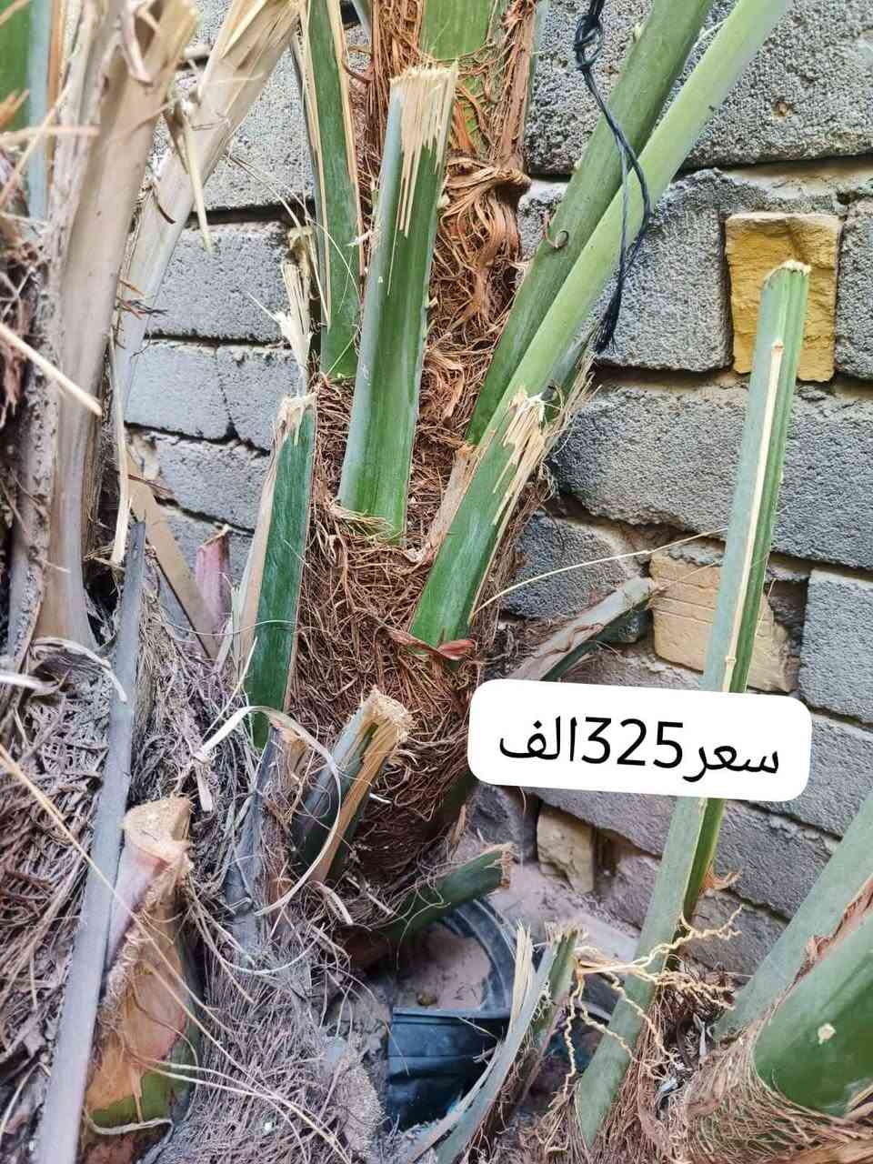 سلام عليكم يوجد لدينا فروخ برحي حر لبيع عنوان البصره قضاء المدينه ناحيه هوير لتواصل*********** تاريخ النشر 2025/7/29 وبيهن مجال المدينة, البصرة
