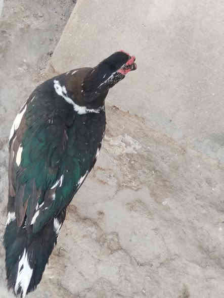 خضيري فحله مصري للبيع فسيفس للبيع دجاج للبيع هاذه رقمي *********** مكان بعفك
