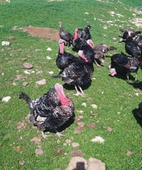 علويات للبيع بل وزن كيلو 10الف بهن ٧يلا٨ 07740898085