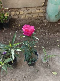 ٧ نباتات دائميه • عرض رمضاني • المسيب