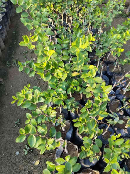 سلام عليكم متوفر سدر تفاحي بصراوي مضمون الصنف والضمان بالجيس متحرك من الكاع وجاهز للزراعة البيع جملة فقط السعر 2500دينار المكان بغداد الكريعات 
***********
