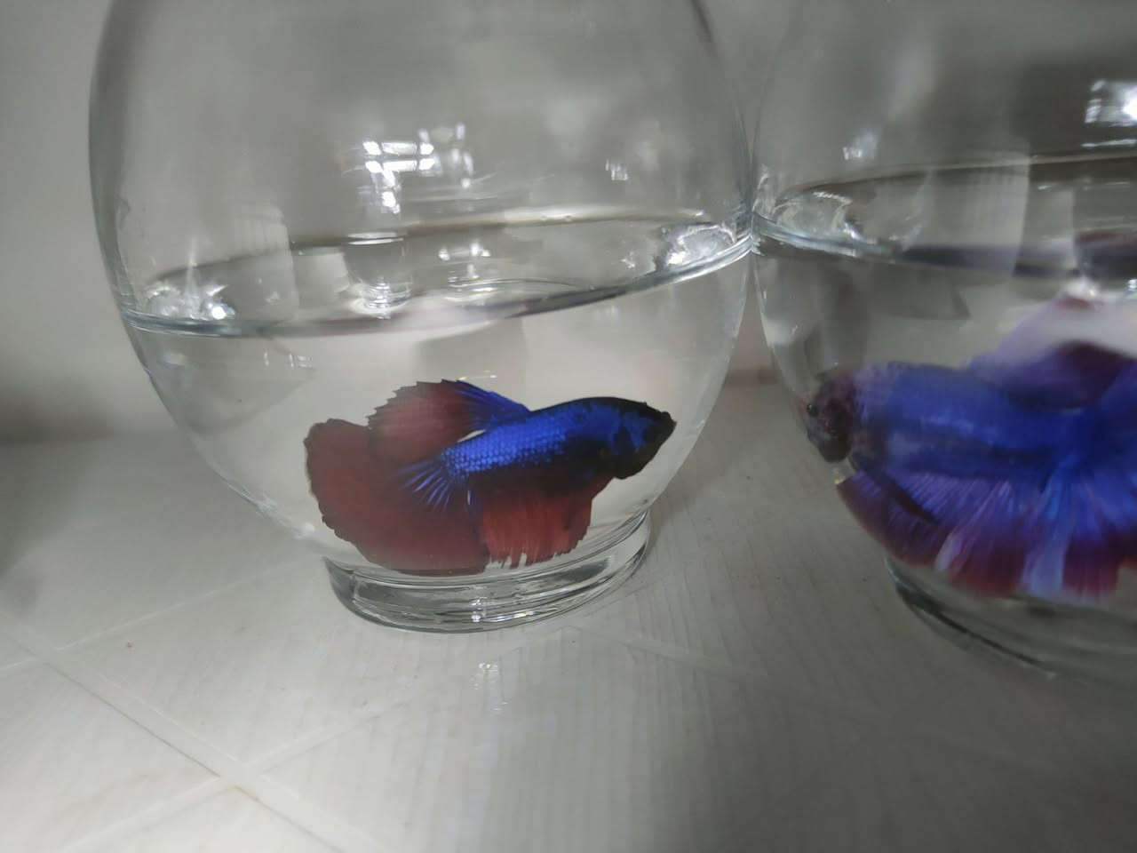 أسماك الفايتر 🐟🎀
لاتحتاج للاوكسجين ✅ 
👇👇👇👇

كيس طعام ✅ 
حوض زجاجي ✅ 
حجر طبيعي ابيض ✅
#اسماك_الزينه🐠🐟🐋🐳🐡 #احواض_سمك_زينه #احواض_سمك #سمكة_الفايتر


**إذا كنت صاحب هذا الإعلان وتريد حذفه لأي سبب، رجاءا أرسل رسالة إلى الدعم الفني**