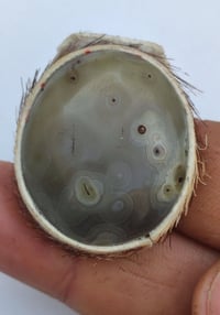 حجر سليماني • داير • غزال