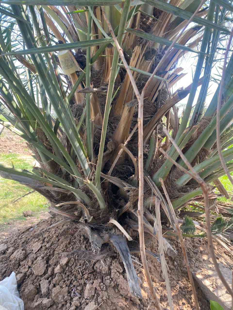 فسايل تبرزل للبيع الشراي يجي خاص مكاني التاجي


**إذا كنت صاحب هذا الإعلان وتريد حذفه لأي سبب، رجاءا أرسل رسالة إلى الدعم الفني**