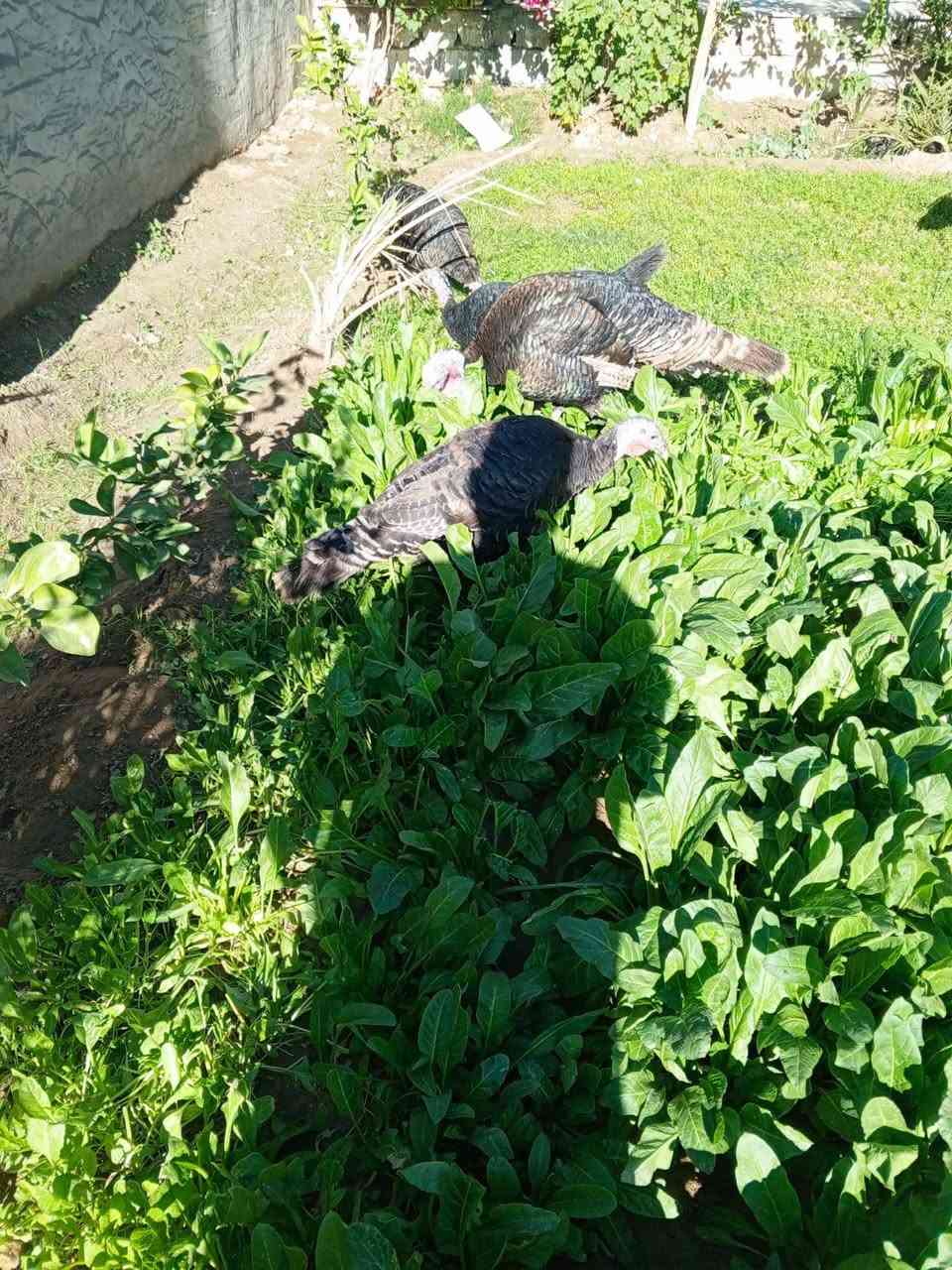 دار للبيع مساحة 365متر شارع بيت شلاكة فرع العوادل طابوا زراعي سند 25 
التفاصيل
اسقبال 84 مطبخ 64 غرف نوم عدد 2 
24*5
صحيات عدد3
2خارجي 1داخلي
بناء 2023
كامل بدون اي نقص
فول خدمات ماء مجاري كهرباء خط تلفون
للاستفسار مراجعة مكتب سما بلدروز للعقار مدخل شارع العلوة
***********
