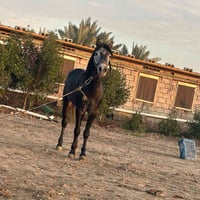 حصان • منشأة نصر • توصيل