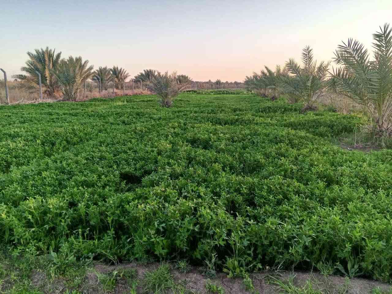 سلام عليكم كاع مساحه 3 دونم اله ربع العقد 17 الكاع بيه بيتين بيت مساحته 200 ولثاني 150  متوفر كهرباء وماء العنوان الجماليه السعر 115 وبيه مجال لشراي الاتصال عله رقم ***********
