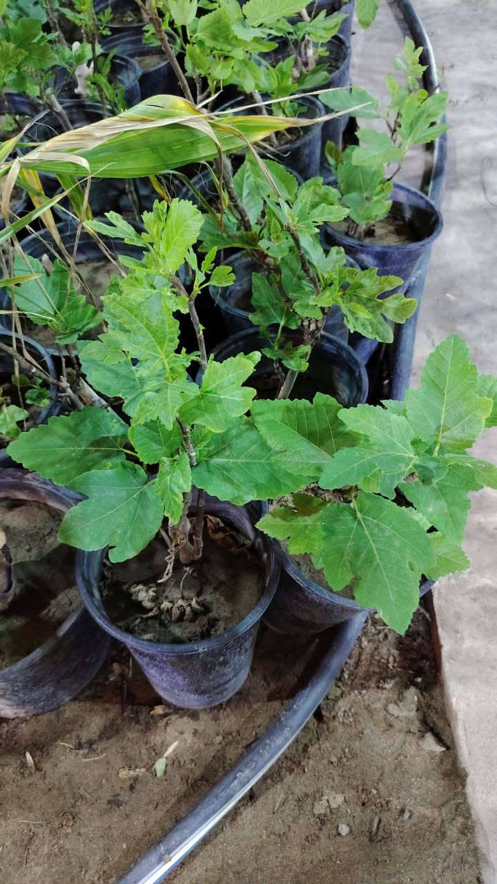 لدينا في مشتل ناطق العلواني جميع اصناف التين ولدينا  تين ديانا الأمريكي من الأصناف الممتازة والمناسبة جداً للمناخ الحار، حيث يتميز بقدرته العالية على تحمل درجات الحرارة المرتفعة والرطوبة. يتميز هذا الصنف بسرعة النمو، التلقيح الذاتي، وغزارة الإنتاج، ويبدأ بالإثمار من العام الأول.العنوان بصرة قضاء المدينه منطقة العلوان قرب جسر الكرامة على طريق السدة


**إذا كنت صاحب هذا الإعلان وتريد حذفه لأي سبب، رجاءا أرسل رسالة إلى الدعم الفني**