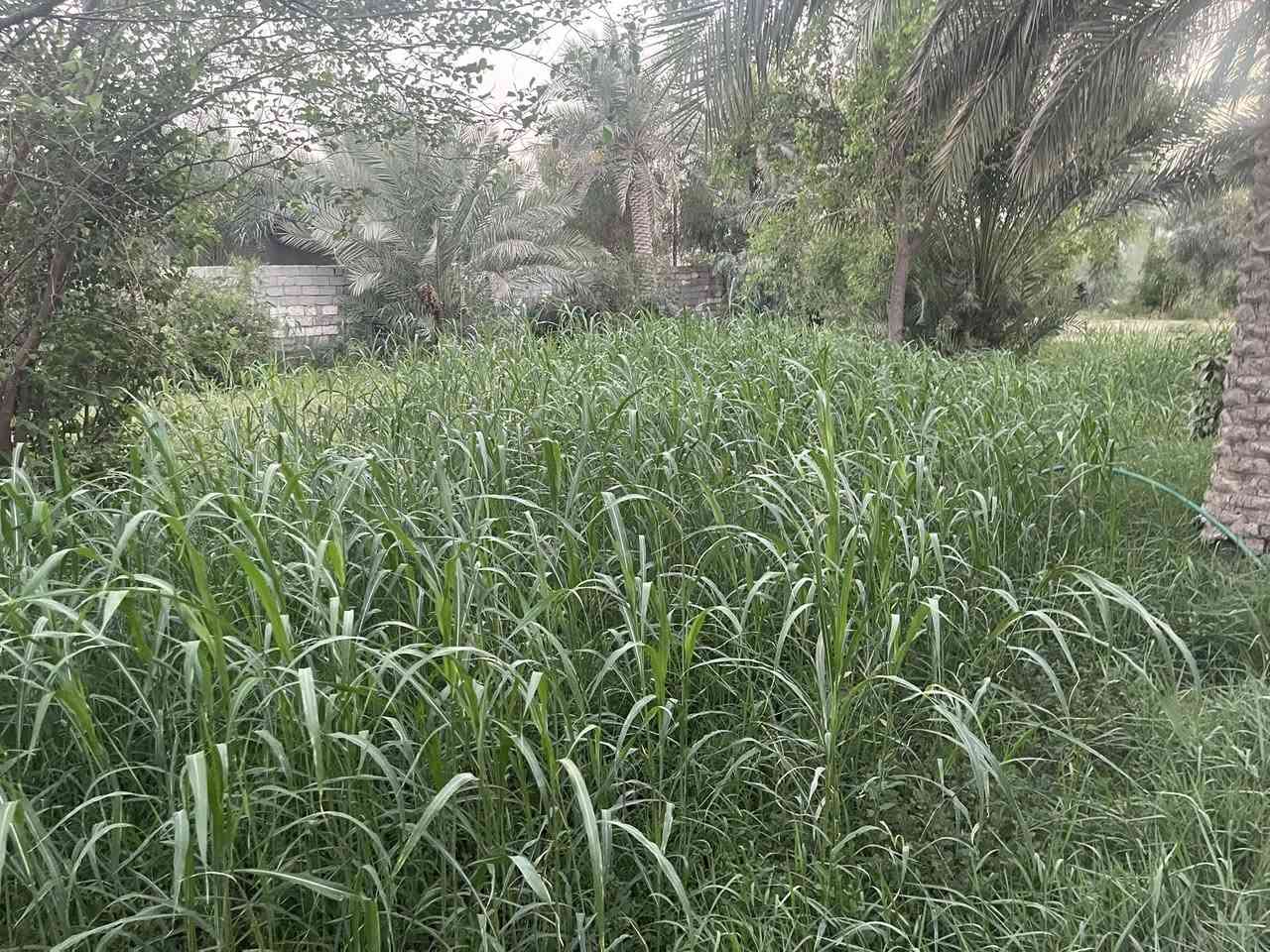 للبيع مساحة  دونم واجه21متر علئ ‏التبليط مبا شر￼
طابو سند 25 (تحويل أسهم بإسم المشتري) متوفرة كافة الخدمات (تبليط /ماء/ كهرباء/ مدارس/ مركز صحي/ الموقع كربلاء - شارع رابط الزبيلية يبعد عن شارع نجف كربلاء 3 كيلو يبعد عن شارع طويريج كربلاء سيطرة الإبراهيمية 3 كيلو يبعد عن مركز مدينة كربلاء الإمامين(ع) 8 كيلو 📞*********** /📞***********
