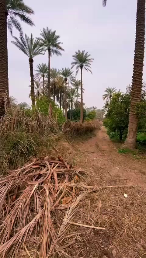 يالله
دونم سند 25 تحويل بل محكمه مال صويره
بستان بيه انواع الحمظيات وبيه نخيل زهدي وخستاوي
يبعد من شارع 100 متر خدمات ماء كهرباء وما سكي
صويره جحيشات داور شرقي
للاستفسار الاتصال على الرقم ***********
ابو ادم للعقار صويره
