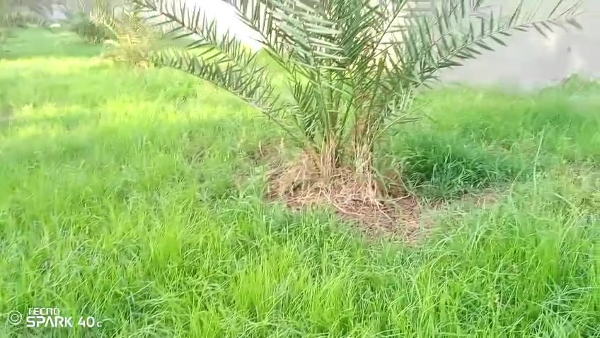 بستان مساحته دونمين
 طابو زراعي سند ٢٥
متوفره كل شروط السكن
(ماء اساله +ماء سقي + كهرباء)
العنوان :الصويرة قريه جويميسه الغربية.
للاستفسار :***********
