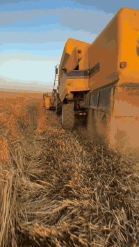 السلام عليكم حنطه باجران الماني بنت الچيس 
الكمية خمسه طن السعر 900 وبيها مجال للتواصل ***********
