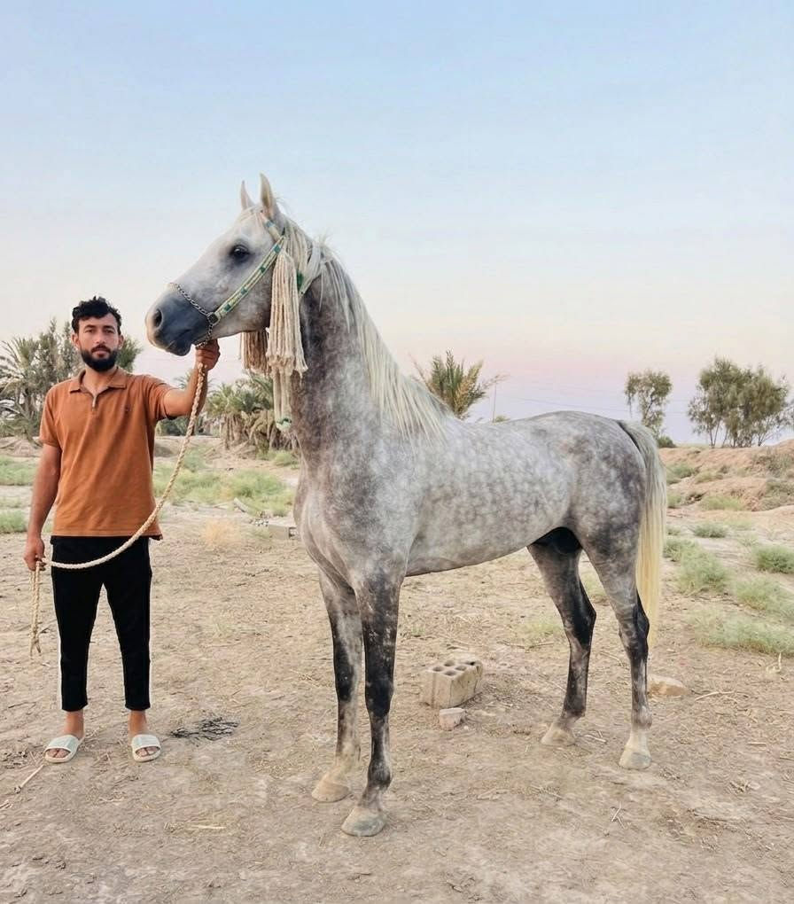 عمي  وين جنايت الصايل حصان كحيلان البرك كتابه عله ضهره شرط الخياله ولشبوه حصان مال كشخه رتفاع 154//////***********///////***********
