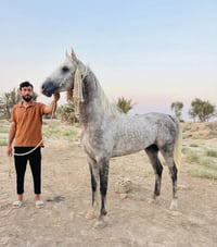 حصان • كحيلان • خيل • حصان عربي • خيل عربي • حصان صايل • حيوانات • حصا...