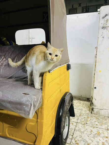 السلام عليكم تكتك للبيع مديل ١٩رقم وسنويه سعر ٦٧٠٠
وبيها مجال شي قليل مكاني بغداد الجديده الشراي يتصل ***********
