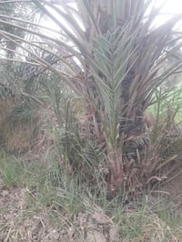 ٢٥ • شتلات مجانية • المثنى الرميثه