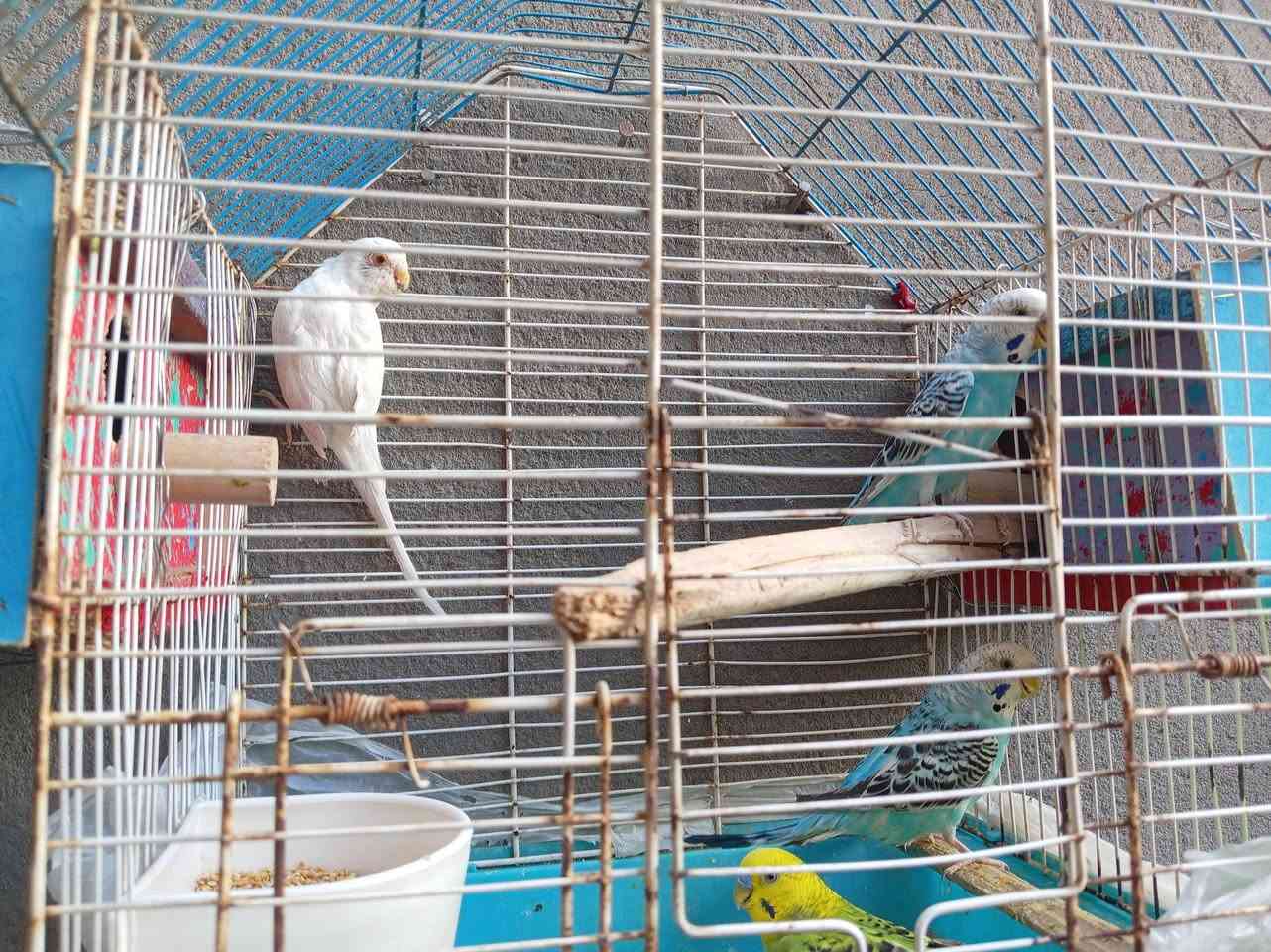طيور حب للبيع نظيفات انتاج واحد ٧ أزواج بيهن بيض وبيهن افراخ
كربلاء ملحق الفارس ***********
