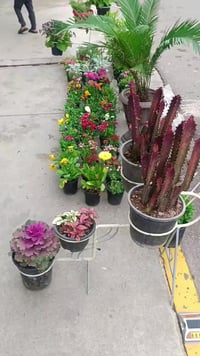 وادي حجر • نباتات داخلية • نباتات خارجية