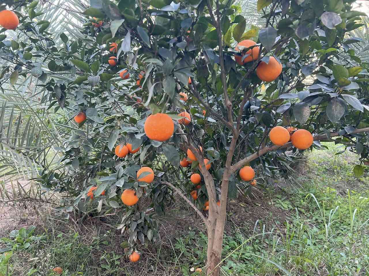 يعلن مكتب اليقين   دوانم للبيع  رقم الاعلان(254)

جنس العقار /سند ٢٥ طابو زراعي تحويل بأسم المشتري✅

الموقع /بغداد -الراشدية- بالقرب من البحيره✅

تتوفر بيهه ماء وكهرباء وتصلح مشروع أستثماري✅

للأستفسار الاتصال بالرقم التالي ‭0774 414 2769‬✅
