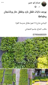 الرمادي • شارع ١٧ تموز • مدرسة العزة