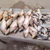 متوفر سمج كفيات وفوك الكفايات سعر الكيلو ٣٥٠٠ 07707832132 الراشديه الق...