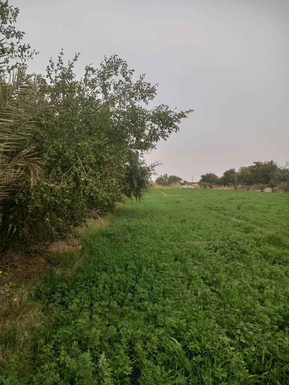 سلام عليكم ارض زراعيه مساحه ٣دونم زراعي تحتوي ع بئر ومكينه گاز 16حصان وماطور كهرباء 10حصان وتبعد عن الشارع الرئيسي التبليط 150متر سعر الدونم ٢٣ مليون مع المجال الموقع نجف كوفه براكيه الجنوبيه للاستفسار الاتصال
***********
***********
