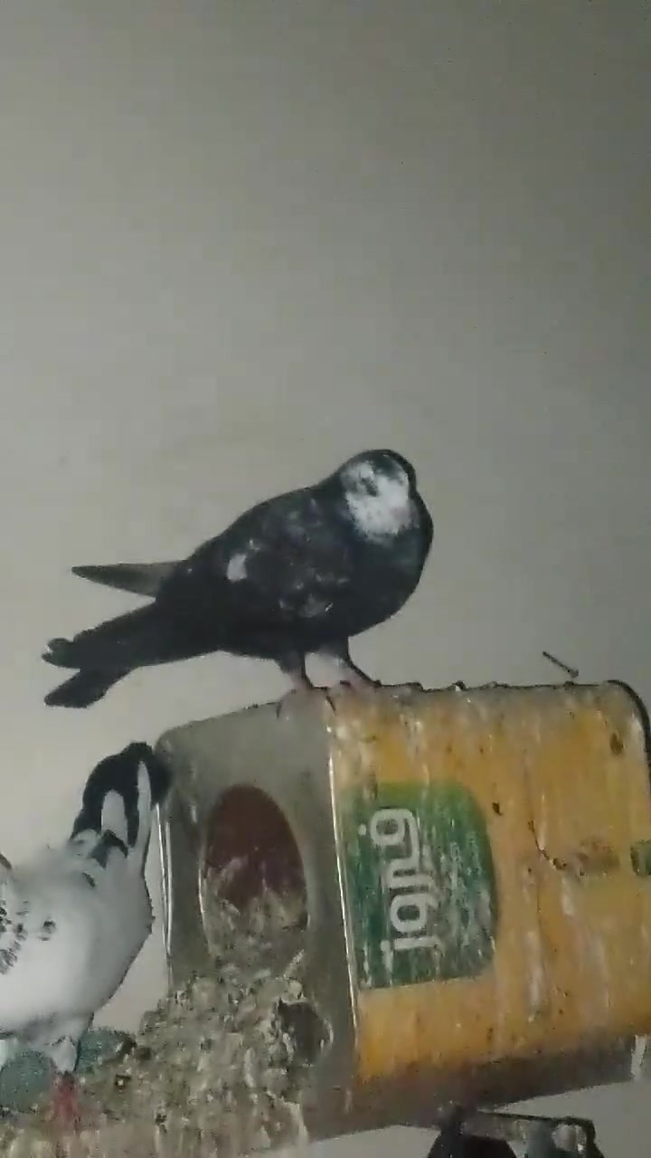 ‏‪***********‬‏

