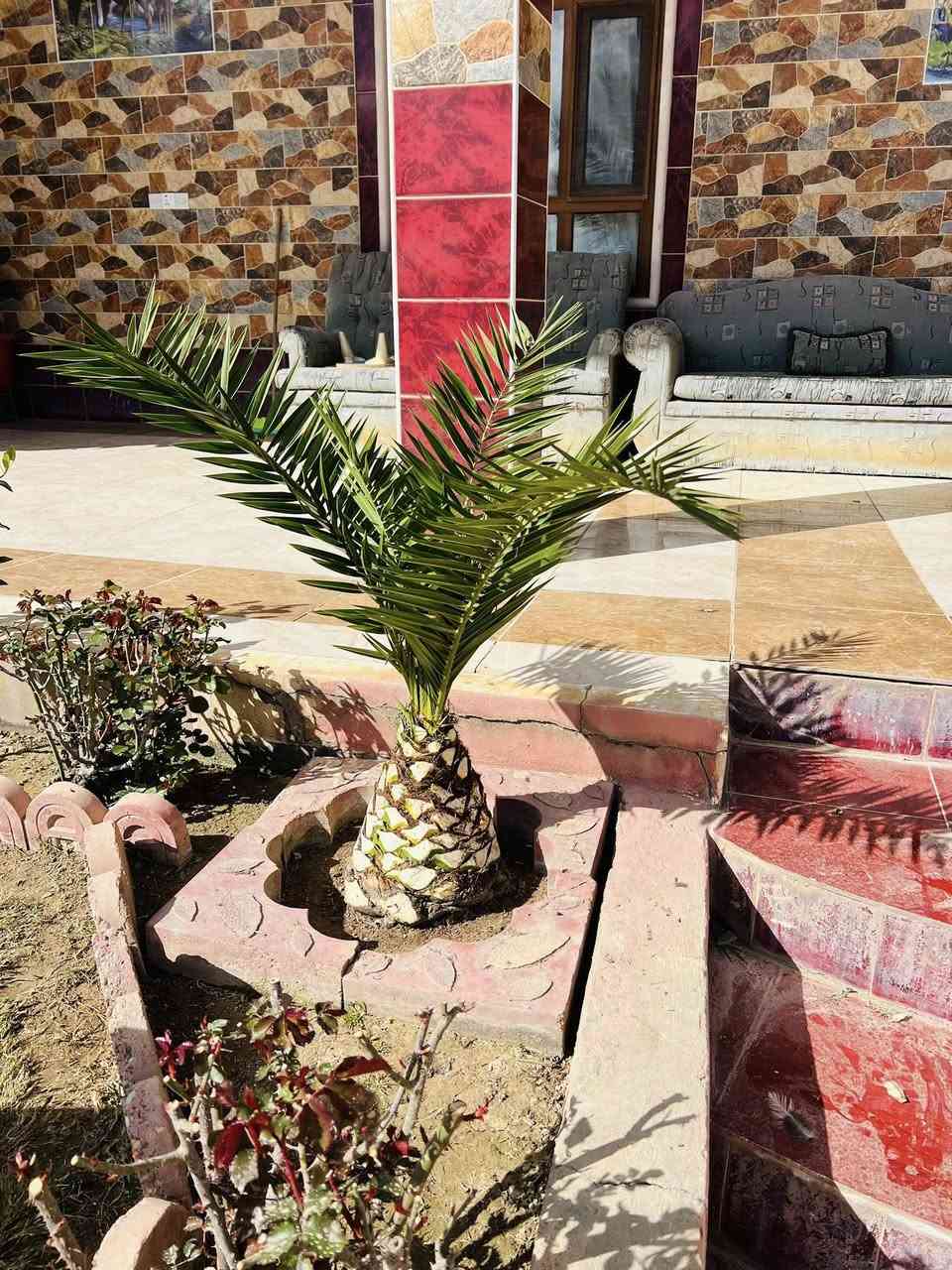 عمل اليوم في قرية الزرارية بتاريخ27/2/2026الجمعة

قلع الفسائل و تكريب و تنضيف العناكيد القديمة و الأشواك 

#تكريب
#تكريب_النخيل
#تكريب_وتنضيف_النخيل


**إذا كنت صاحب هذا الإعلان وتريد حذفه لأي سبب، رجاءا أرسل رسالة إلى الدعم الفني**