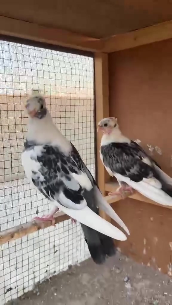 متاح زوج فرخات وتك فحل مسكي كلهن 15 بعقوبة كاطون الرحمة


**إذا كنت صاحب هذا الإعلان وتريد حذفه لأي سبب، رجاءا أرسل رسالة إلى الدعم الفني**
