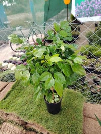 نبات مورايا • نبات داخلي • عرب شوكه