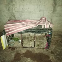 قفص • حديد • درجة أولى