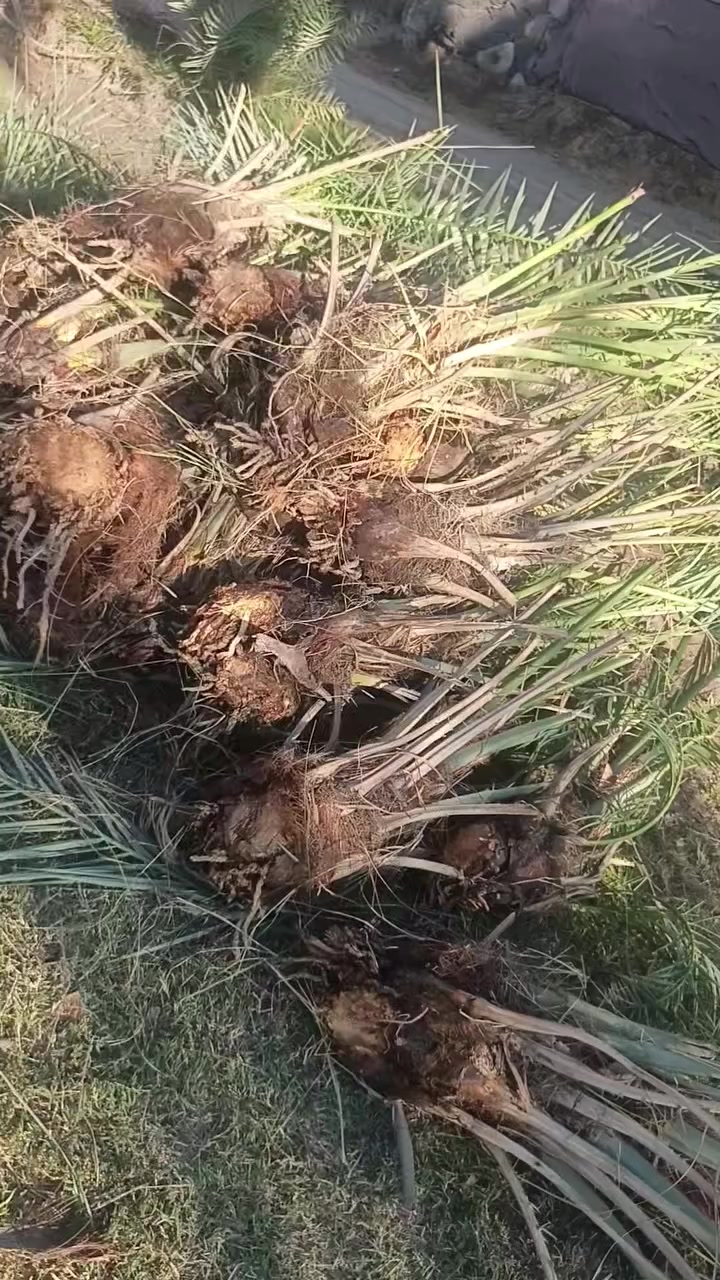 سلام عليكم عندي فسلان زهدي وخستاوي  للبيع اليريد يتصل ***********
