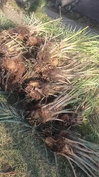 عندي فسلان زهدي وخستاوي  للبيع اليريد يتصل 07713064034