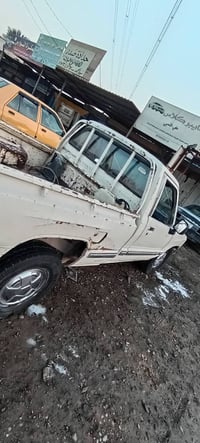 رقم بابل مميز • فطر بالشاصي • سنوية ساقطة