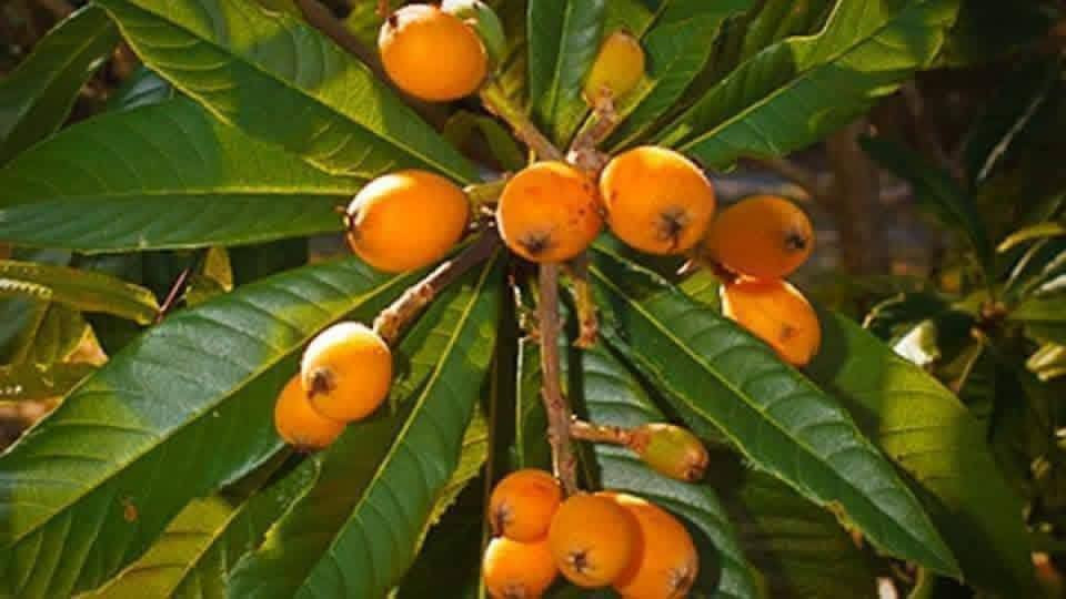 السلام عليكم متابعينا 🤍.
توفر شتلات لنك الدنيا المطعمه  🍊🍊
السعر 12 الف فقط 🔥
متوفر توصيل لجميع محافظات العراق 🚗 🚗 
العنوان: بابل/ محاويل.
للحجز والاستفسار يرجى مراسله الصفحه 🤍🍀


**إذا كنت صاحب هذا الإعلان وتريد حذفه لأي سبب، رجاءا أرسل رسالة إلى الدعم الفني**