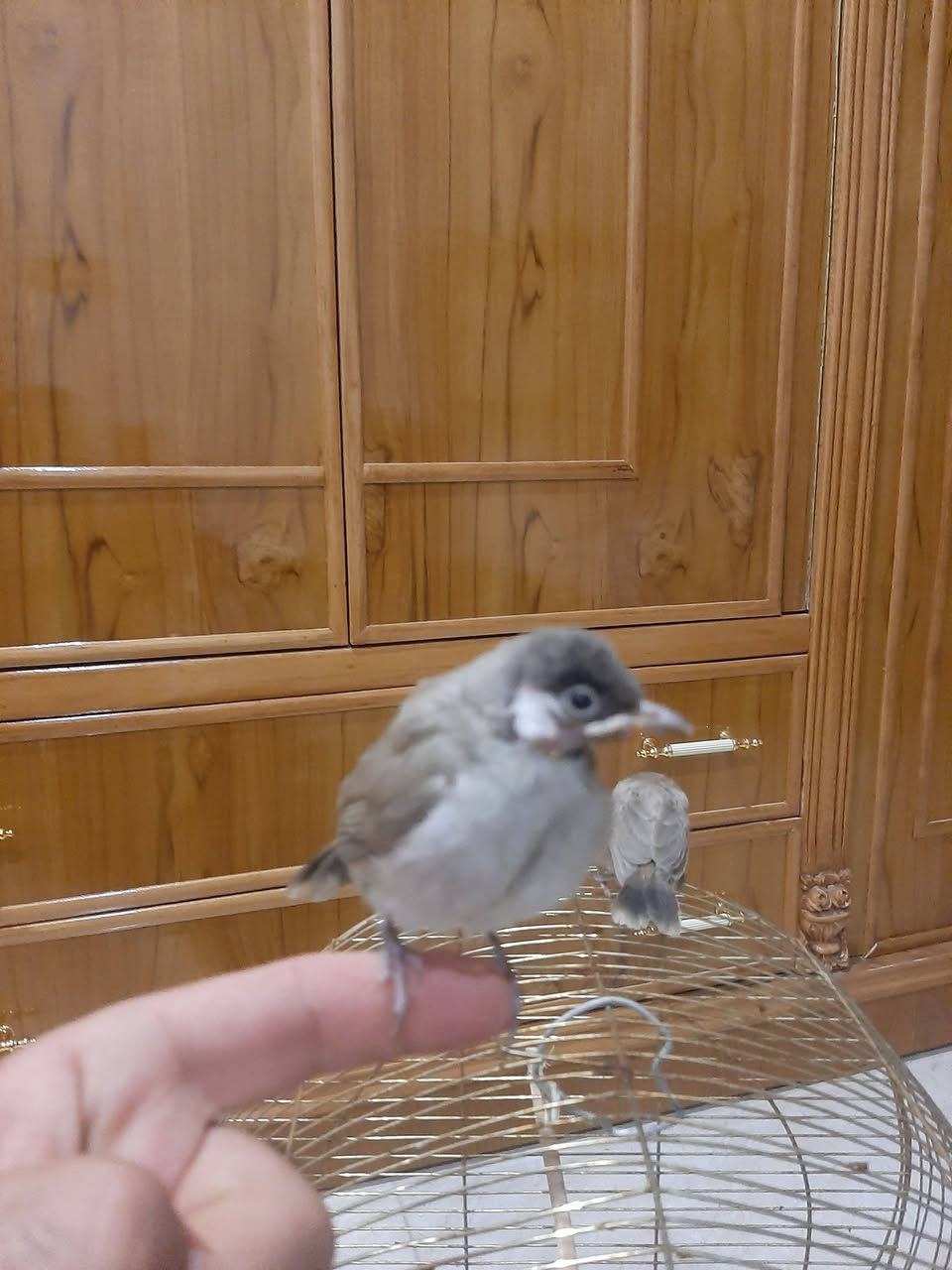 السلام عليكم متاح بلابل للبيع  المحموديه


**إذا كنت صاحب هذا الإعلان وتريد حذفه لأي سبب، رجاءا أرسل رسالة إلى الدعم الفني**