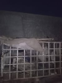 كيا 2700 • بغداد • النهروان