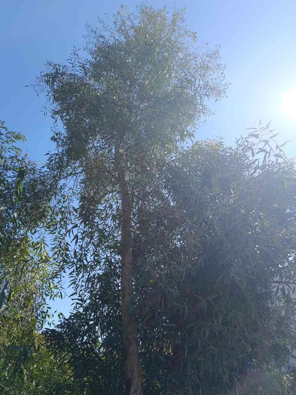 🌿🔥 فرصة لا تعوض – شتلات الكالبتوز الأصلية 🔥🌿

تعبت من الحر؟ الحشرات؟ أو حديقة بدون روح؟
الحل بين إيدك الآن 👇

🌳 شجرة الكالبتوز (Eucalyptus)
واحدة من أسرع الأشجار نمواً في العالم!

✔ نمو سريع جداً (تشوف فرق واضح خلال أشهر)
✔ ظل قوي يبرد المكان بشكل طبيعي 🌬️
✔ تساعد على طرد البعوض والحشرات 🦟
✔ تعطي شكل فاخر وحديث لحديقتك ✨
✔ مناسبة للبيوت، المزارع، والاستراحات

💰 استثمار ذكي أيضاً:
تنمو بسرعة وتصلح للاستخدام كخشب مستقبلاً

🎁 عرض خاص:
عند شراء 10 شتلات → تحصل على 2 مجاناً!

📞 للحجز والاستفسار: راسلنا خاص 
او اتصل على الرقم ***********
