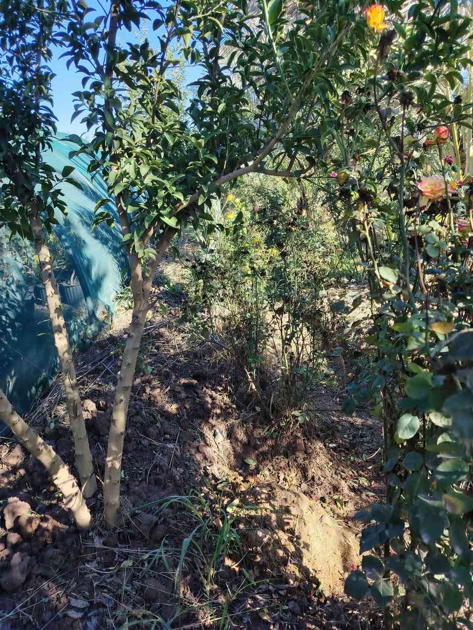 اسلام عليكم
السعر 180
المساحه دونم
العنوان بغداد الراشديه
الموقع قريت ال مصلح
الجبه 70
نوع العقد سند 25
الخدمات مي وكهرباء وما اساله
موقع هدؤ
الستفسار***********
راسلني واتساب ادزلك الموقع
ومتوفر عندي نص دونم هم للبيع
