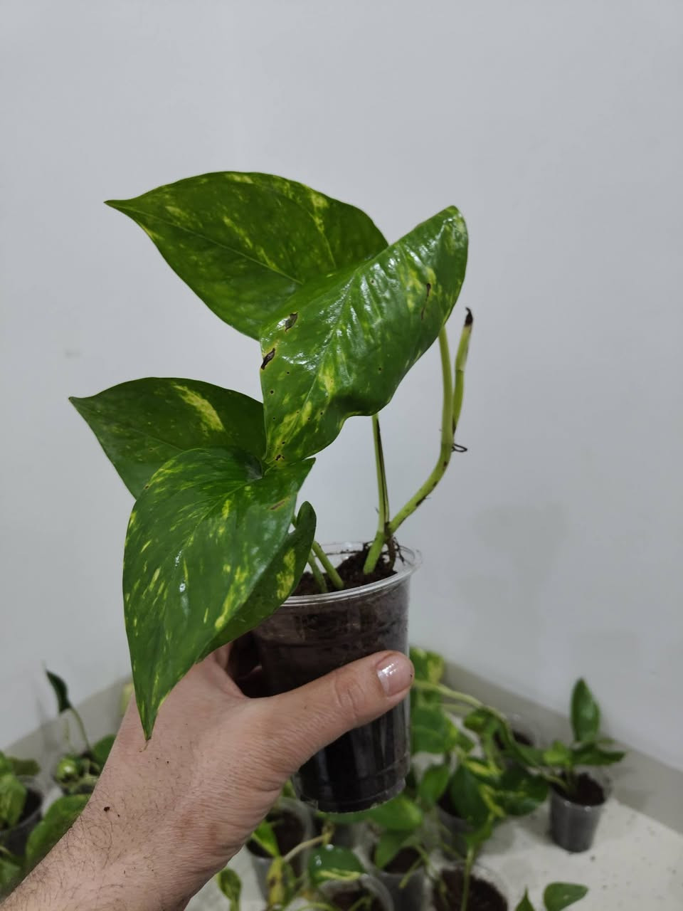 جديدنا 
بعد انقطاع
لبلاب ذهبي 
تكاثر عراقي 
عرض خاص 
القطعة ب 1500 🔥 فقط 
ثلاث قطع ب 4000 دينار فقط 

مكاني موصل حي السكر قرب جامع الرحمة 
للحجز والطلب مراسلة الصفحة او التواصل على رقم الواتس اب ***********

يوجد توصيل داخل الموصل ولجميع محافظات العراق
