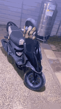 ـللبيع مكينه مال رمبه مكفوله من برغي للبرغي بيها صجميه بيها كشن بيها صدر اصلي وبجم فلاوين نكره للبيع شراي يراسلني واتس تحس روحـك نغـل لتفوت رجااا
رقم ***********
