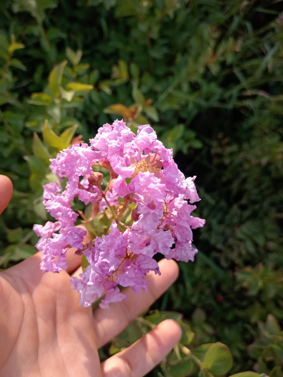سلام عليكم.
ورد القهوه التركيه اني مكاثرهه قلم موجوده شتلات تنخيل وعدد قليل تقريبا 700 شتله فقط وسعر جدا مناسب مكان ديالى الخالص لا يوجد توصيل والاسعار حسب الكميه وهذا التزهير بموسم الصيف***********
