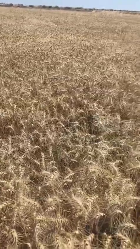 السلام عليكم بذور حنطه وفيه استندر بنت المغلف الكميه 30 طن مكان ميسان طريف سيد أحمد الرفاعي السعر 850 رقم الهاتف ***********
