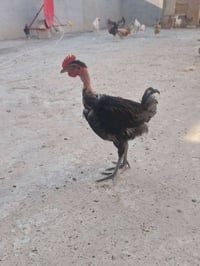 ديوك للبيع • دجاج للبيع • ديوك عربية • حيوانات للبيع • طيور للبيع • دي...