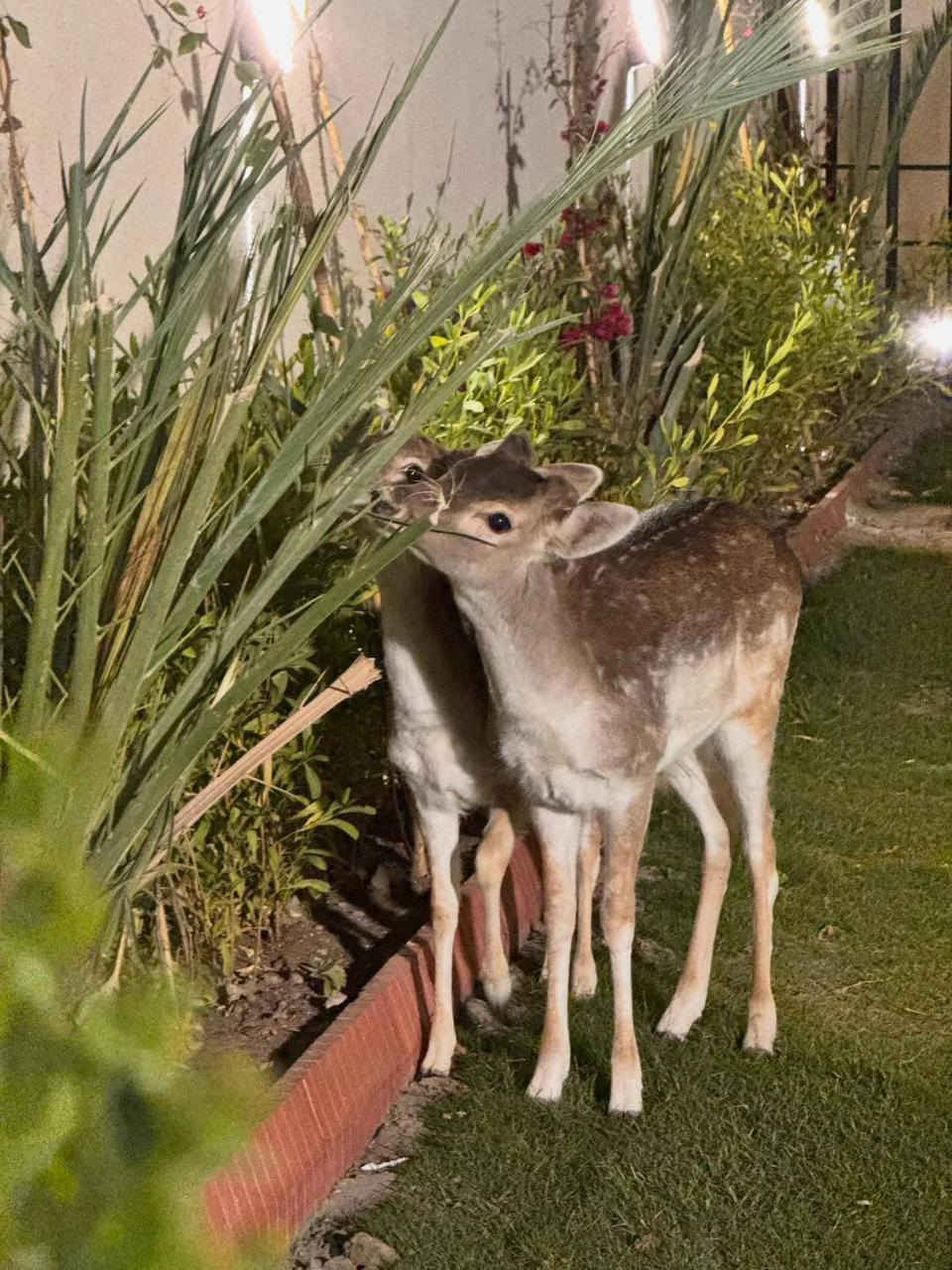 متوفر حجوزات طيلت ايام 
السبوع حجز وانته مطمئن 
المزرع موثقه بتطبيق اجرلي 
الحجز واتساب***********
الموقع حي الجهاد المكاسب
