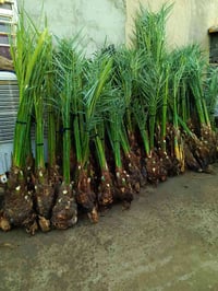 يوجد لدينا قرنفلي مشمشي عجوة خيارة برحي مجهول مكتوم جبجاب بريم بلكة اش...