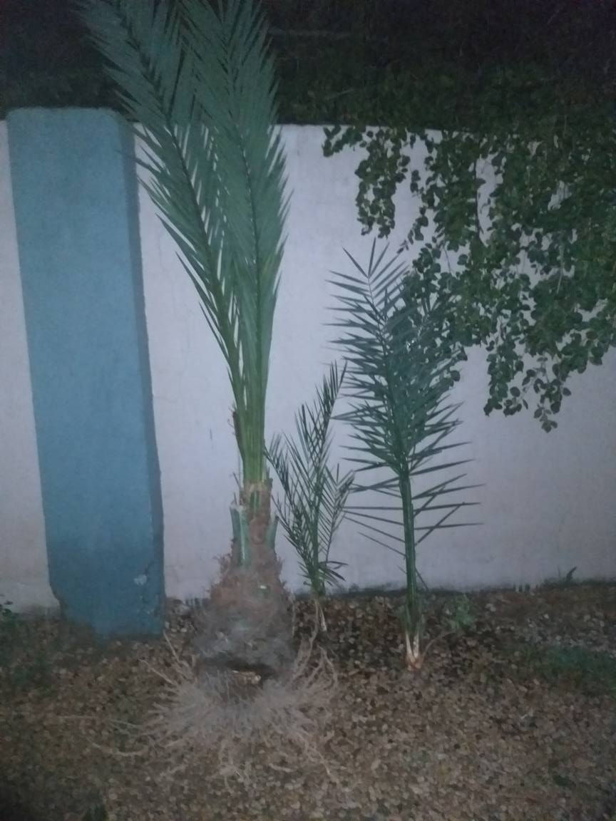 سلام عليكم ارجو النشر وافق ادمن 
مكلف بالنشر نخلات ازعار ووسط وماعرف أسعارهم ولا اعرف نوعهن ولاعرف النثيه من الفحل 
مكاني نجف شارع المدينه قيم بما يرضي الله واخذهن
وات ساب *********** اواتصال النجف, العراق
