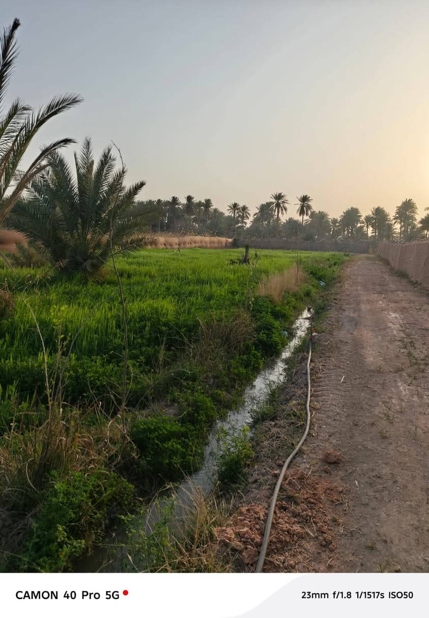 بستان للبيع – فرصة استثمارية مميزة 🪸

📍 الموقع: قريب من مركز المدينة (فقط 6 كم)
🚧 يبعد 700 متر عن الشارع الرئيسي
🛣️ واصل بتبليط فرعي

📐 المساحة: دونم كامل
💧 السقي: سيح (ماء متوفر) بالاضافة الى خدمات ماء كهرباء
📄 السند: طابو اعتراف مباشر

✅ يحتوي على عده اشجار مع اربعين تاله (نخل ) 
✅ موقع هادئ ومناسب للاستثمار أو الاسكن اوالاستجمام
✅ الشارع المقابل قصر مصطفى خان. 

 السعر: (300) وقابل للتفاوض للجادين

📞 للاستفسار: (***********)
