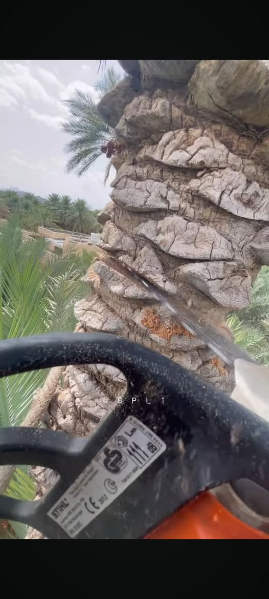 السلام عليكم عيوني .نشتغل قص النخيل التعبانه والموثره في بل بيت بأسعار مناسبة داخل البيوت أو المجمعات التجارية لاستفسار اكثر الاتصال عل رقم ‏‪0783 639 0108‬‏ بخدمتكم ابو علي الاكبر
